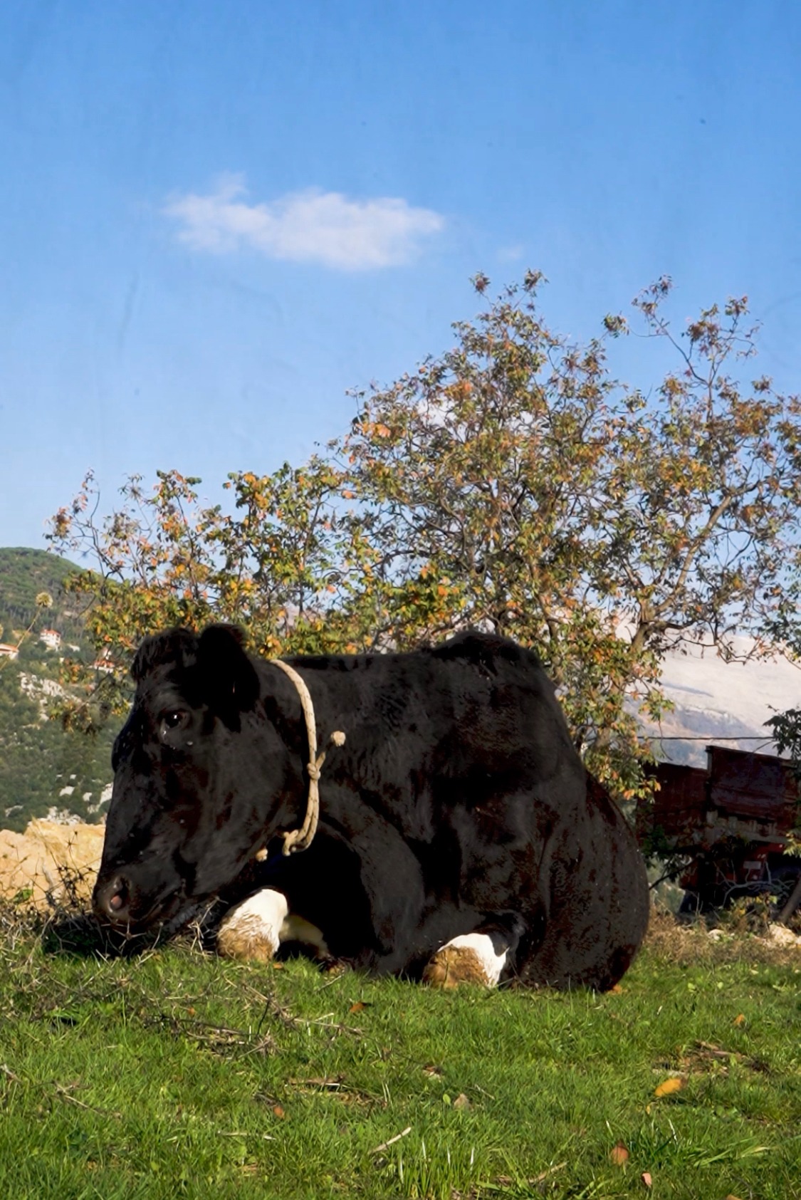 A cow resting in the grass beneath a tree