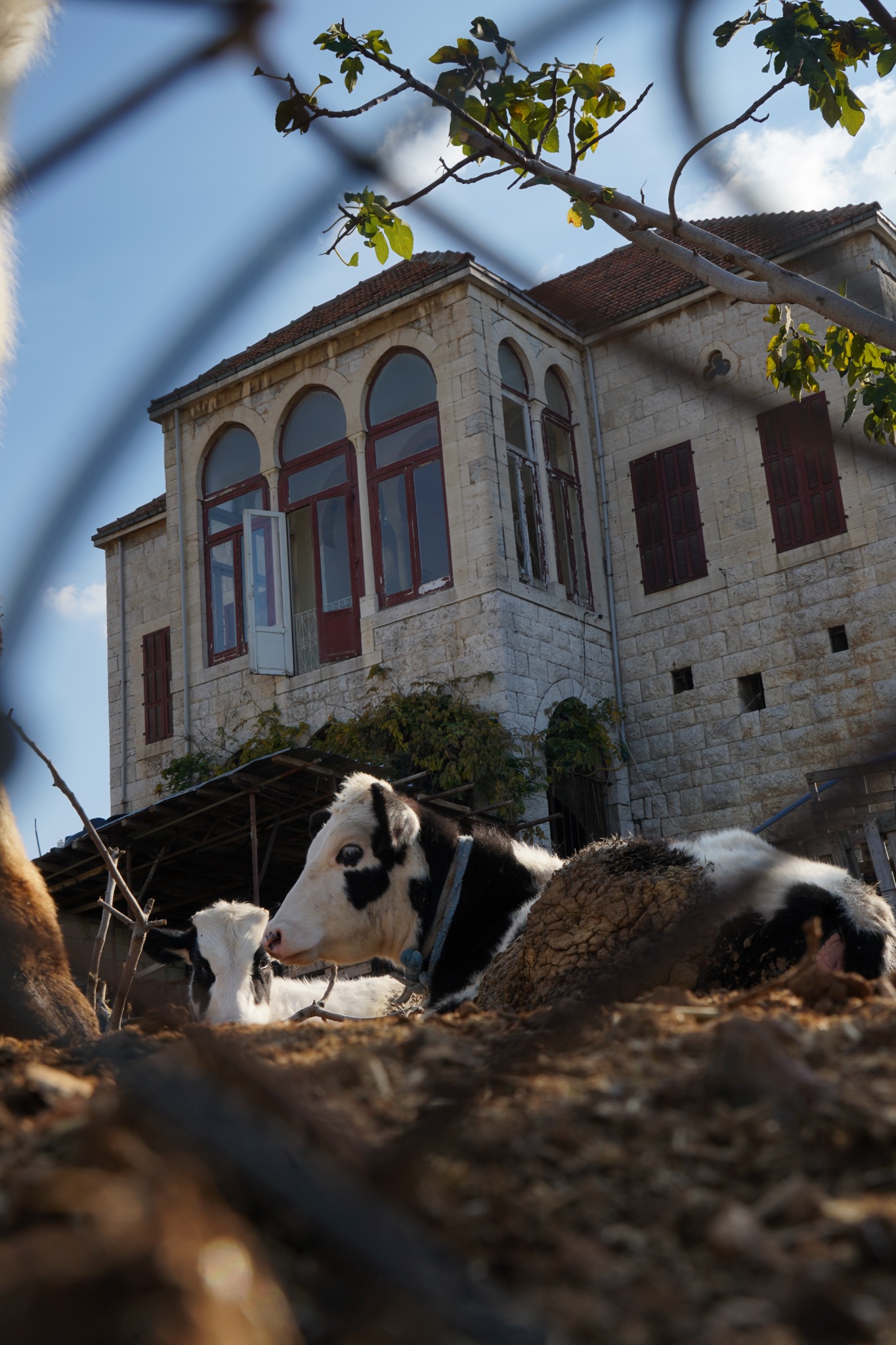 Cows resting beside a traditional Lebanese stone house
